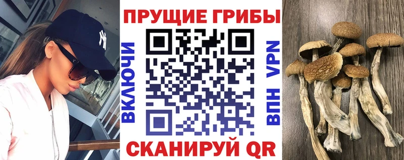 Купить где  Бугульма  Псилоцибиновые грибы мухоморы 